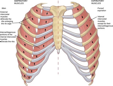 musculos intercostales
